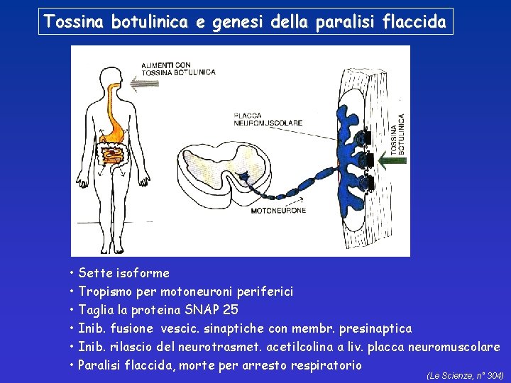 Tossina botulinica e genesi della paralisi flaccida • Sette isoforme • Tropismo per motoneuroni
