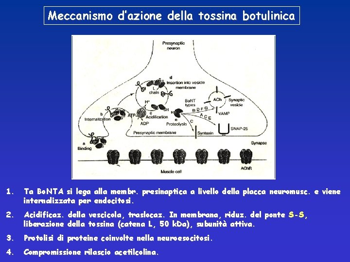 Meccanismo d’azione della tossina botulinica 1. Ta Bo. NTA si lega alla membr. presinaptica