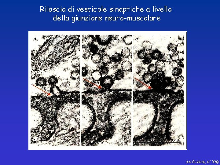 Rilascio di vescicole sinaptiche a livello della giunzione neuro-muscolare (Le Scienze, n° 304) 