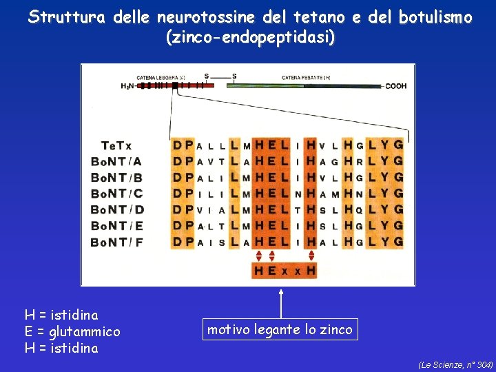 Struttura delle neurotossine del tetano e del botulismo (zinco-endopeptidasi) H = istidina E =