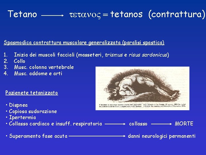 Tetano tetano = tetanos (contrattura) Spasmodica contrattura muscolare generalizzata (paralisi spastica) 1. 2. 3.