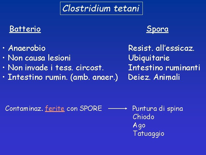 Clostridium tetani Batterio • Anaerobio • Non causa lesioni • Non invade i tess.