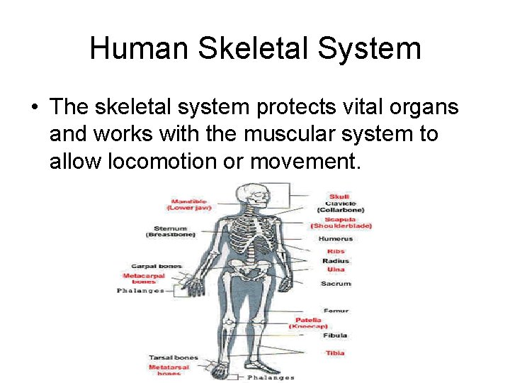 Human Skeletal System • The skeletal system protects vital organs and works with the