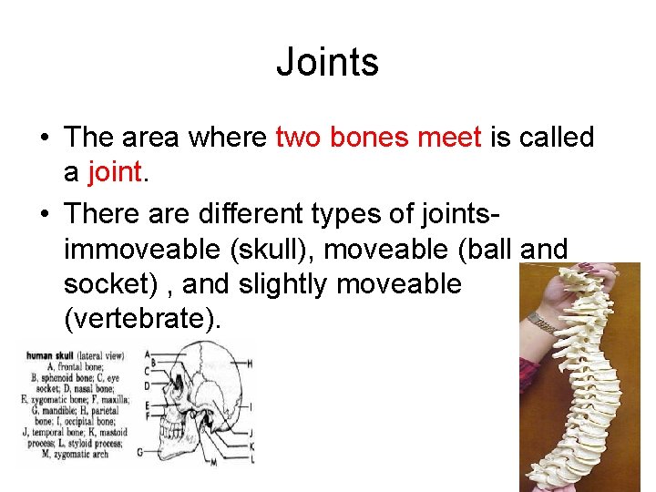 Joints • The area where two bones meet is called a joint. • There