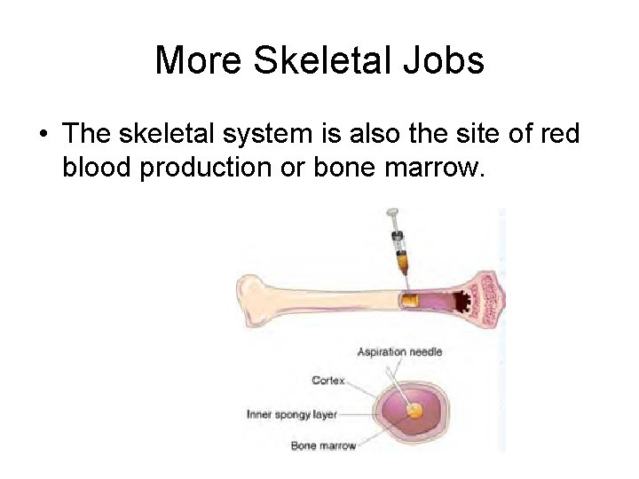 More Skeletal Jobs • The skeletal system is also the site of red blood