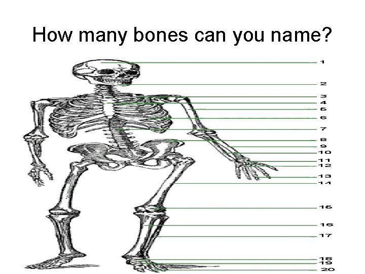 How many bones can you name? 