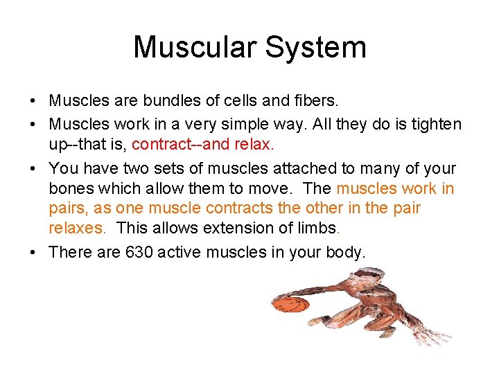 Muscular System • Muscles are bundles of cells and fibers. • Muscles work in