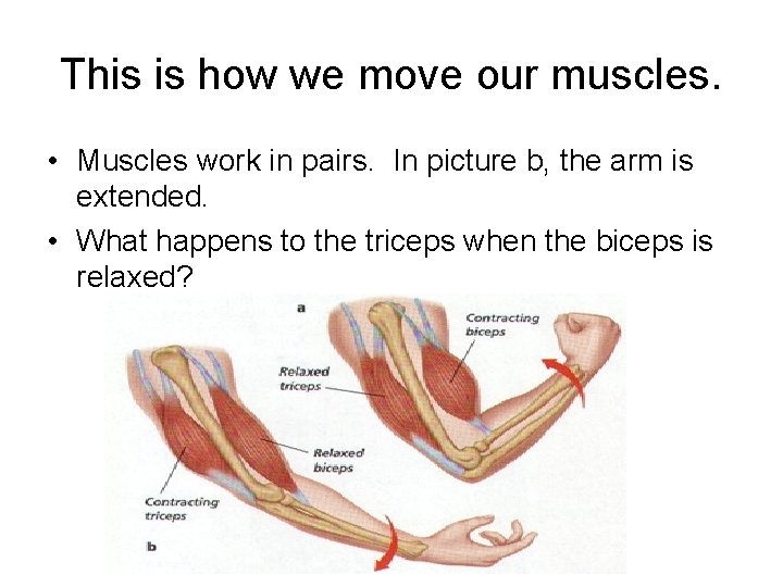 This is how we move our muscles. • Muscles work in pairs. In picture