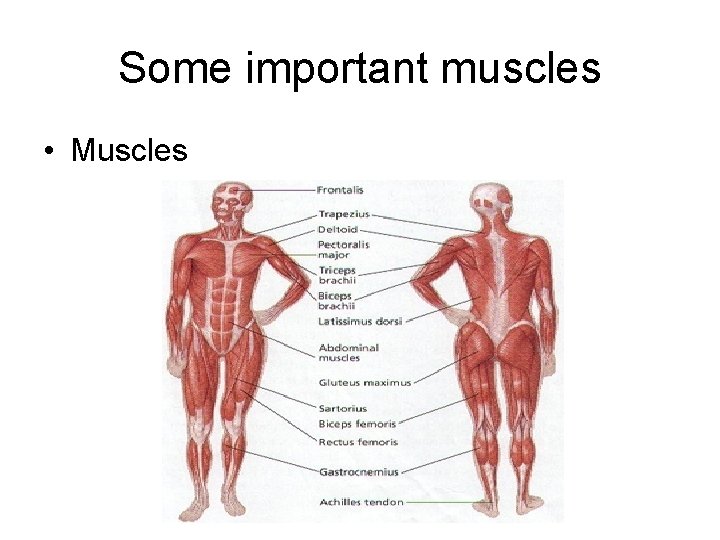 Some important muscles • Muscles 