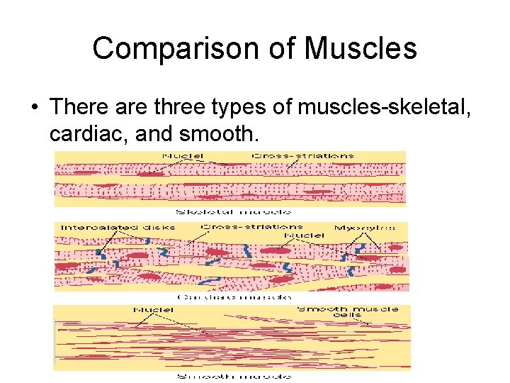 Comparison of Muscles • There are three types of muscles-skeletal, cardiac, and smooth. 