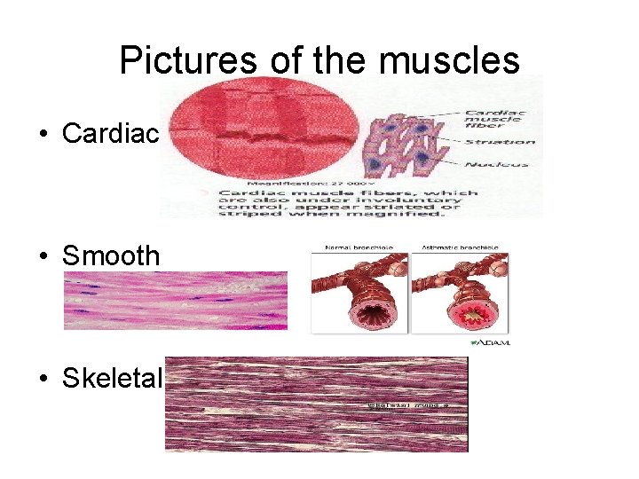 Pictures of the muscles • Cardiac • Smooth • Skeletal 