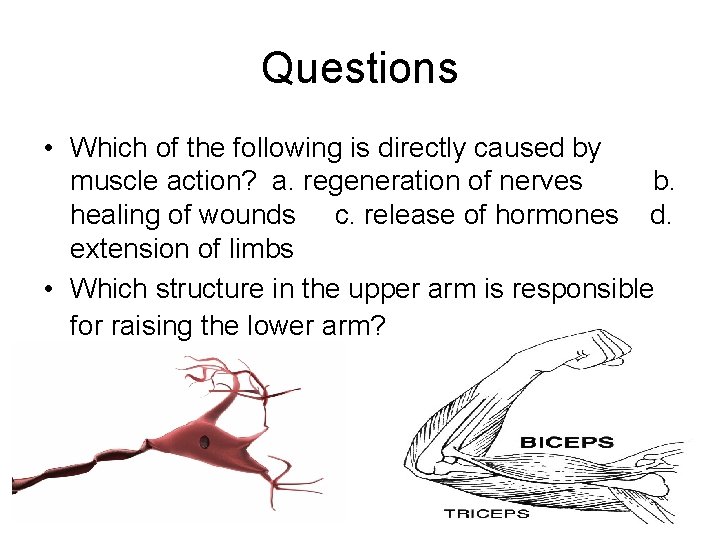 Questions • Which of the following is directly caused by muscle action? a. regeneration