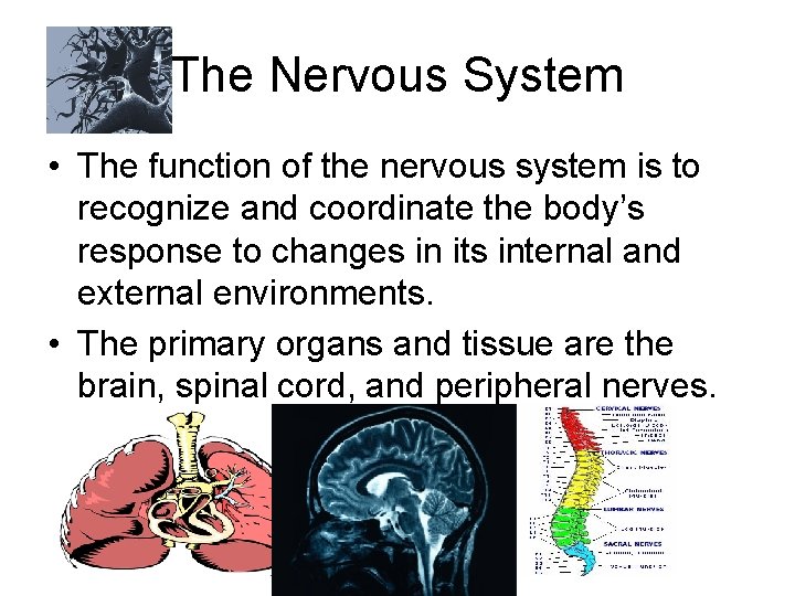 The Nervous System • The function of the nervous system is to recognize and