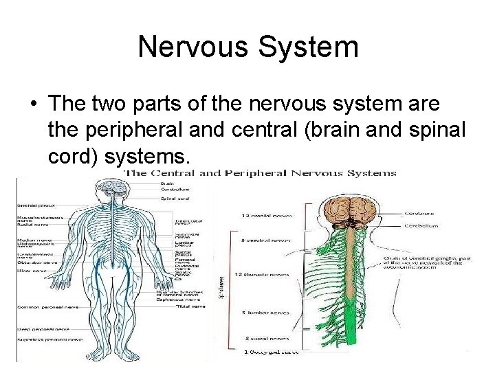Nervous System • The two parts of the nervous system are the peripheral and