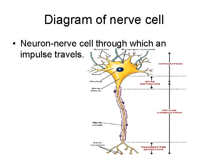 Diagram of nerve cell • Neuron-nerve cell through which an impulse travels. 