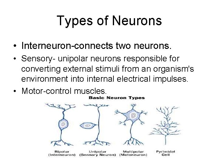 Types of Neurons • Interneuron-connects two neurons. • Sensory- unipolar neurons responsible for converting