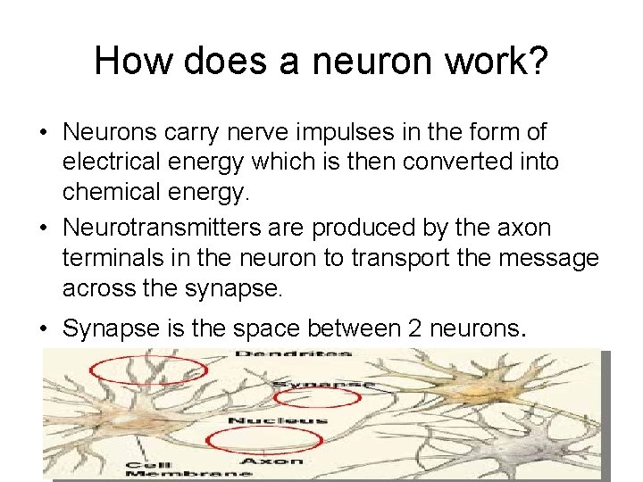 How does a neuron work? • Neurons carry nerve impulses in the form of