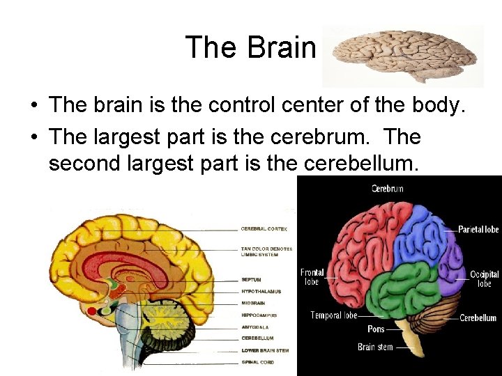 The Brain • The brain is the control center of the body. • The