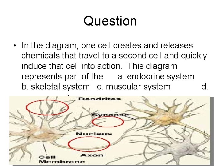 Question • In the diagram, one cell creates and releases chemicals that travel to