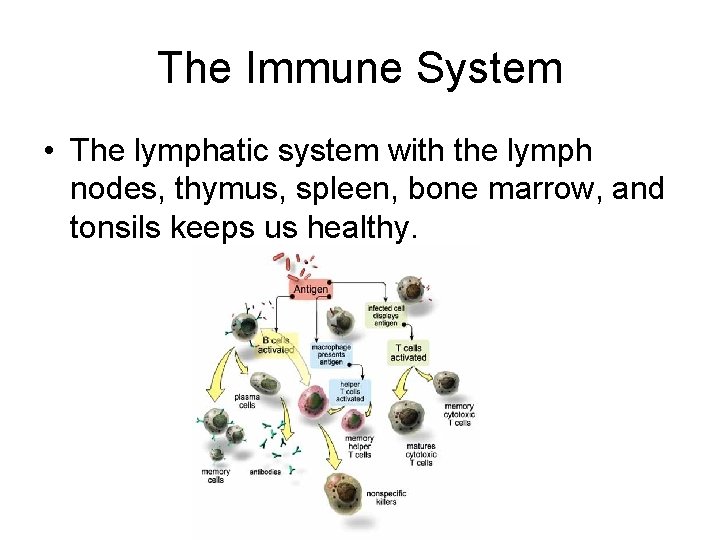 The Immune System • The lymphatic system with the lymph nodes, thymus, spleen, bone
