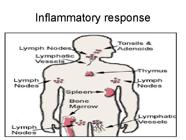 Inflammatory response 