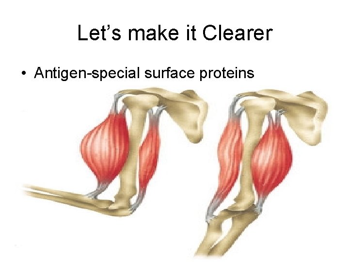 Let’s make it Clearer • Antigen-special surface proteins 
