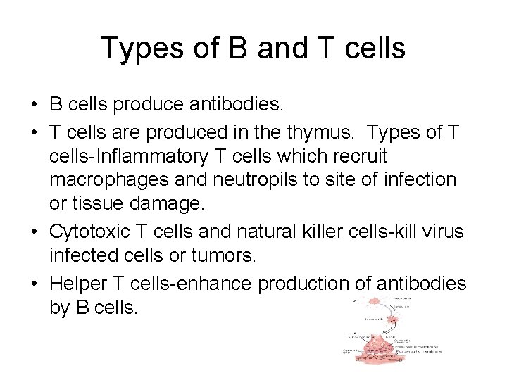Types of B and T cells • B cells produce antibodies. • T cells