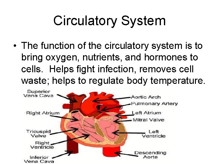 Circulatory System • The function of the circulatory system is to bring oxygen, nutrients,