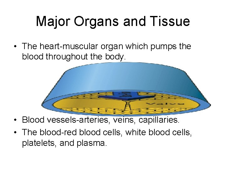 Major Organs and Tissue • The heart-muscular organ which pumps the blood throughout the
