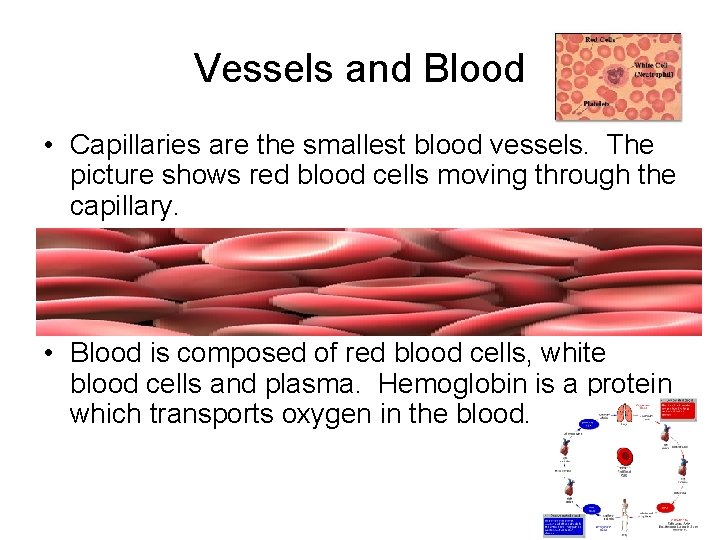 Vessels and Blood • Capillaries are the smallest blood vessels. The picture shows red