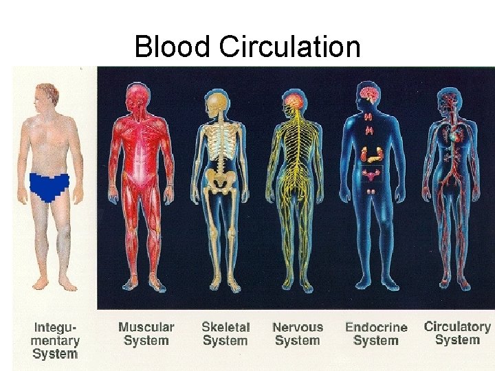 Blood Circulation 