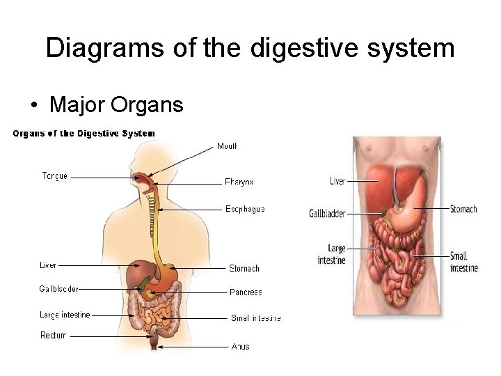Diagrams of the digestive system • Major Organs 