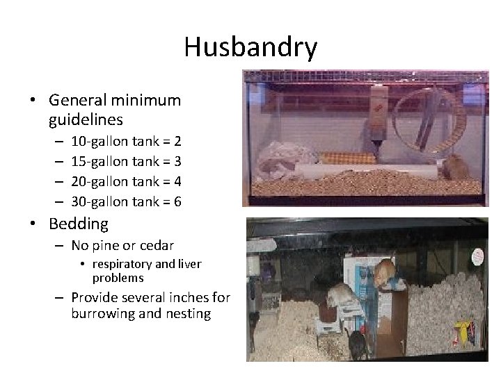 Husbandry • General minimum guidelines – – 10 -gallon tank = 2 15 -gallon