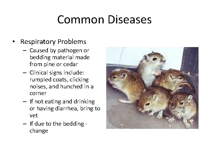 Common Diseases • Respiratory Problems – Caused by pathogen or bedding material made from
