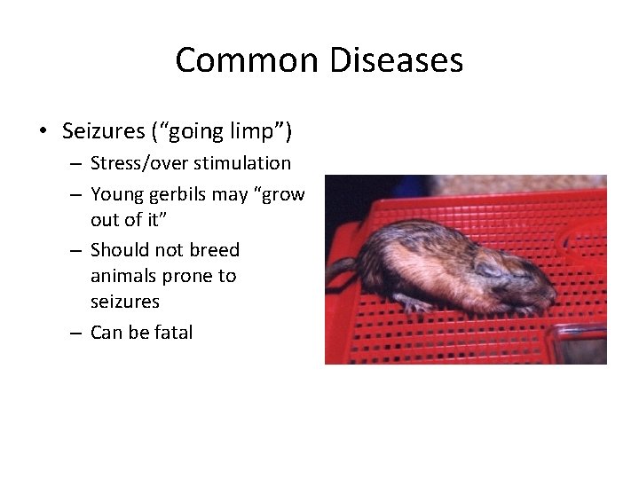 Common Diseases • Seizures (“going limp”) – Stress/over stimulation – Young gerbils may “grow