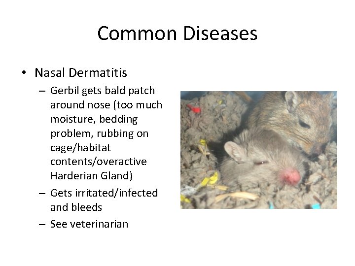 Common Diseases • Nasal Dermatitis – Gerbil gets bald patch around nose (too much