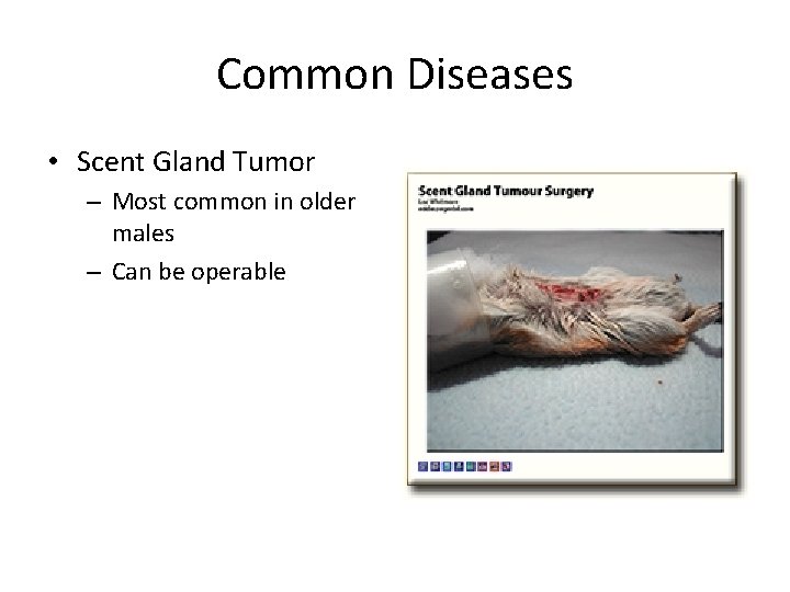 Common Diseases • Scent Gland Tumor – Most common in older males – Can