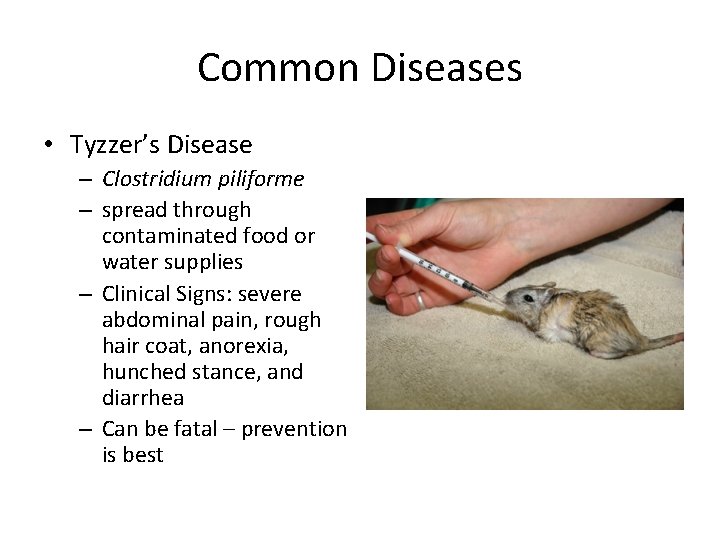 Common Diseases • Tyzzer’s Disease – Clostridium piliforme – spread through contaminated food or