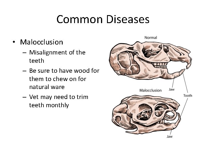 Common Diseases • Malocclusion – Misalignment of the teeth – Be sure to have