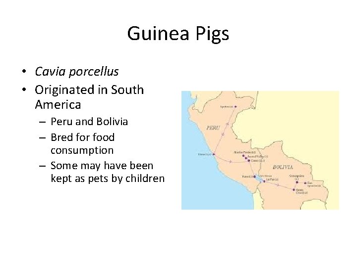 Guinea Pigs • Cavia porcellus • Originated in South America – Peru and Bolivia
