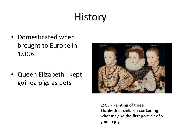 History • Domesticated when brought to Europe in 1500 s • Queen Elizabeth I