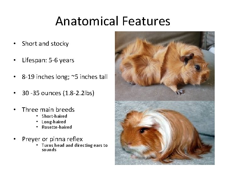 Anatomical Features • Short and stocky • Lifespan: 5 -6 years • 8 -19