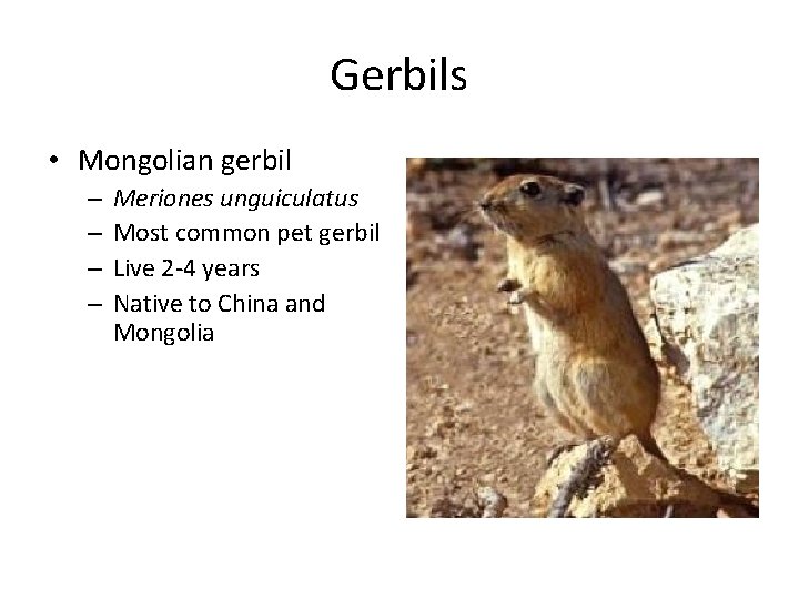 Gerbils • Mongolian gerbil – – Meriones unguiculatus Most common pet gerbil Live 2