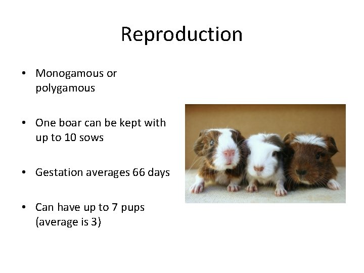 Reproduction • Monogamous or polygamous • One boar can be kept with up to