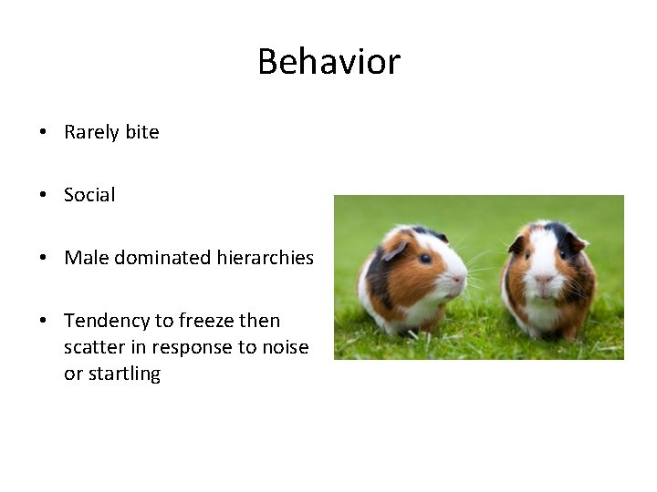 Behavior • Rarely bite • Social • Male dominated hierarchies • Tendency to freeze Behavior • Rarely bite • Social • Male dominated hierarchies • Tendency to freeze
