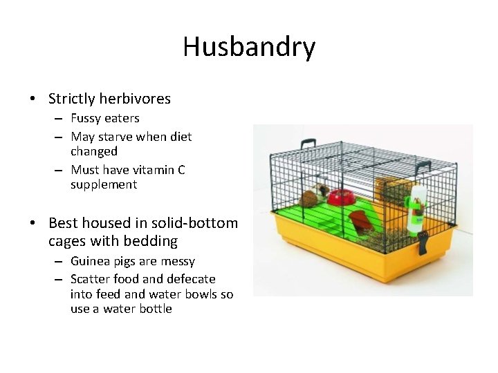 Husbandry • Strictly herbivores – Fussy eaters – May starve when diet changed –