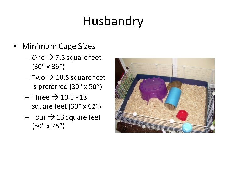 Husbandry • Minimum Cage Sizes – One 7. 5 square feet (30" x 36”)