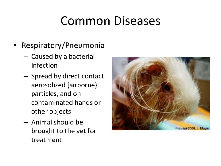 Common Diseases • Respiratory/Pneumonia – Caused by a bacterial infection – Spread by direct