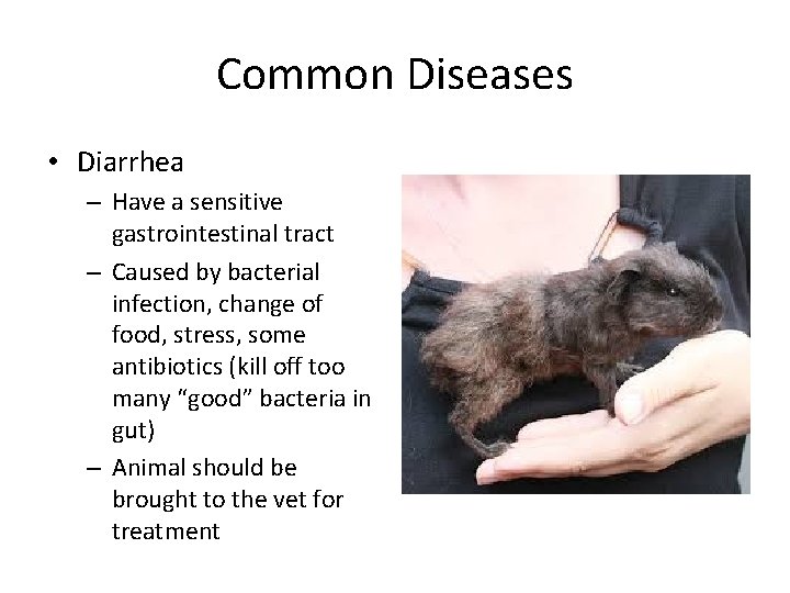 Common Diseases • Diarrhea – Have a sensitive gastrointestinal tract – Caused by bacterial