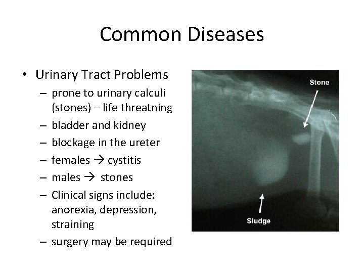 Common Diseases • Urinary Tract Problems – prone to urinary calculi (stones) – life